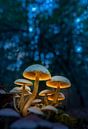 Verlichte paddenstoelen von Edward Sarkisian Miniaturansicht