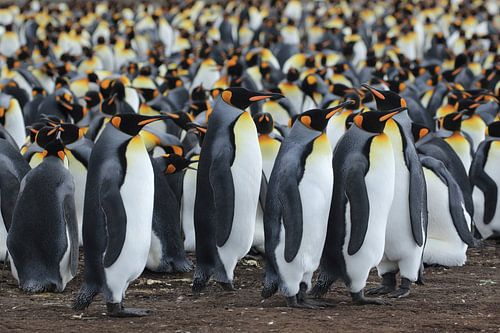 Koningspinguïns aan de wandel
