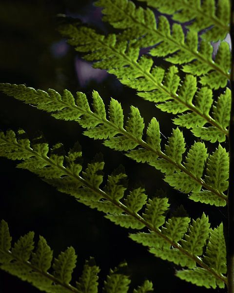 Fern leaf by Jan