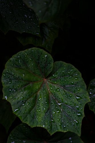 PERSISTANCE SILENCIEUSE