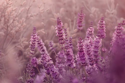 Sereen lavendelveld in zachte pasteltinten