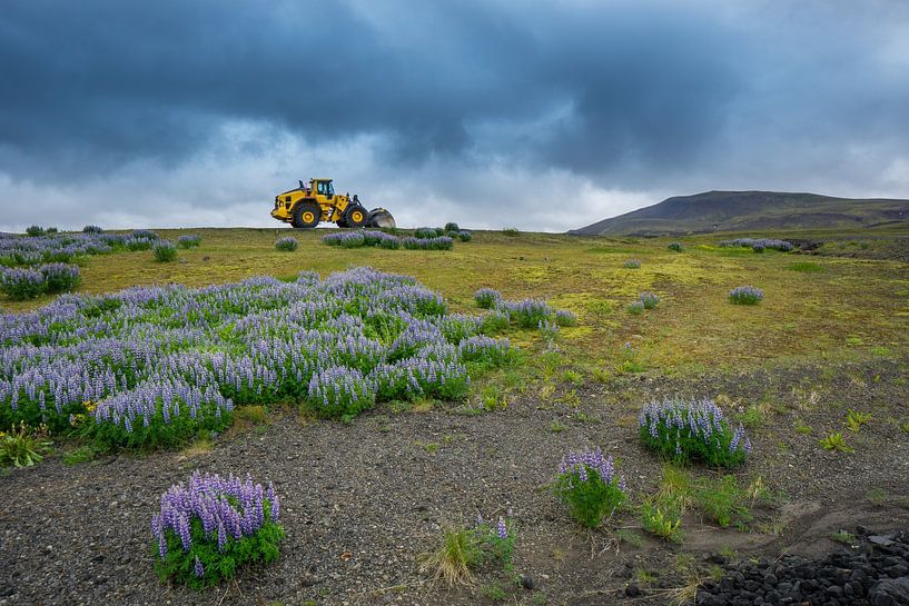 Iceland - Yellow Dredger on green meadows before volcanic landscape by adventure-photos