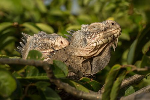 Un couple d'iguanes antillais qui s'accouple