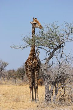 NAMIBIA ... eating giraffe