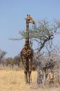 NAMIBIA ... eating giraffe van Meleah Fotografie thumbnail