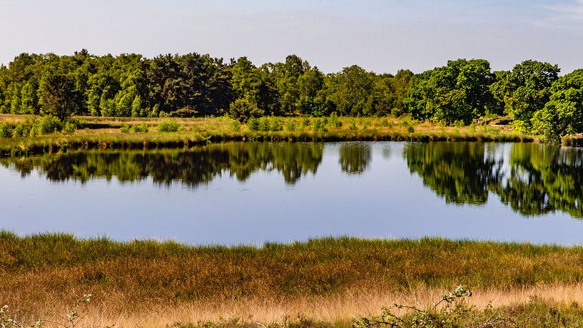 Niedermoor in NP Maasduinen von Jaap Mulder