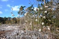Blüte im Wald