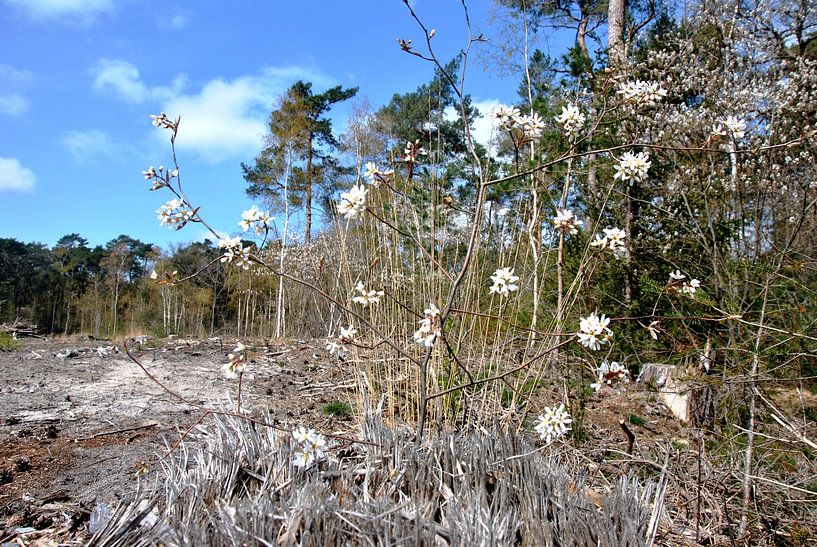 Blossom in the forest by M de Vos