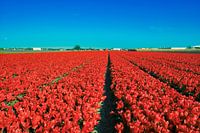 Red tulip field in Dutch