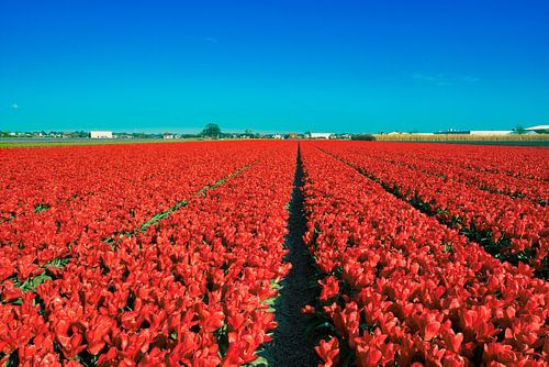 Champ de tulipes rouges en néerlandais