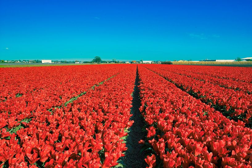 Red tulip field in Dutch by Bart Verdijk