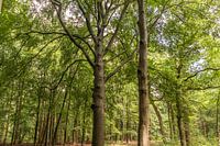 Forêt