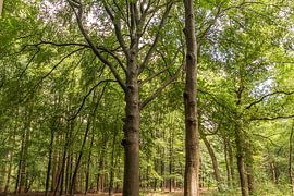 Forest by Carla Eekels