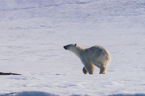 The polar bear is sniffing around