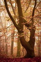 Beuk In De Herfst
