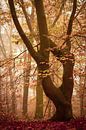 Beuk In De Herfst van Danielle Tempelaars thumbnail