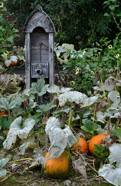Pompoenen in de tuin by Susan Dekker