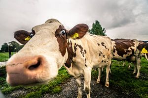 Koeien in de regen, Zoeterwoude 22-09-2018 sur Jordy Kortekaas