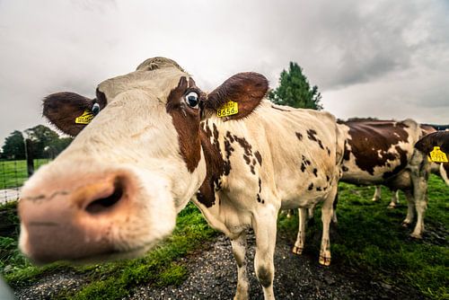 Koeien in de regen, Zoeterwoude 22-09-2018