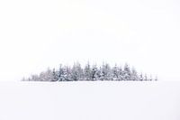 Silence in the snow