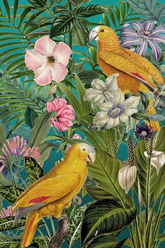 The return of the parrots
