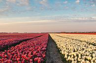 Witte en rode tulpen bij zonsopkomst van Ilya Korzelius thumbnail