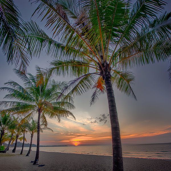 Palmtree Sunset van Jack Soffers