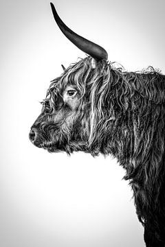 Schottischer Highlander Langhorn schwarz-weiß von John van den Heuvel