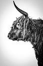 Scottish Highlander Longhorn black and white by John van den Heuvel thumbnail