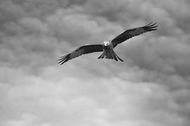 Milan royal en noir et blanc sur CM_Images