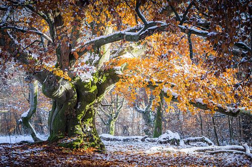 Herfstkleurige gloed op de winterse beuk