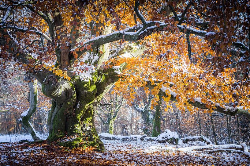 Herbstfarbenleuchten an der winterlichen Buche von Jürgen Schmittdiel Photography