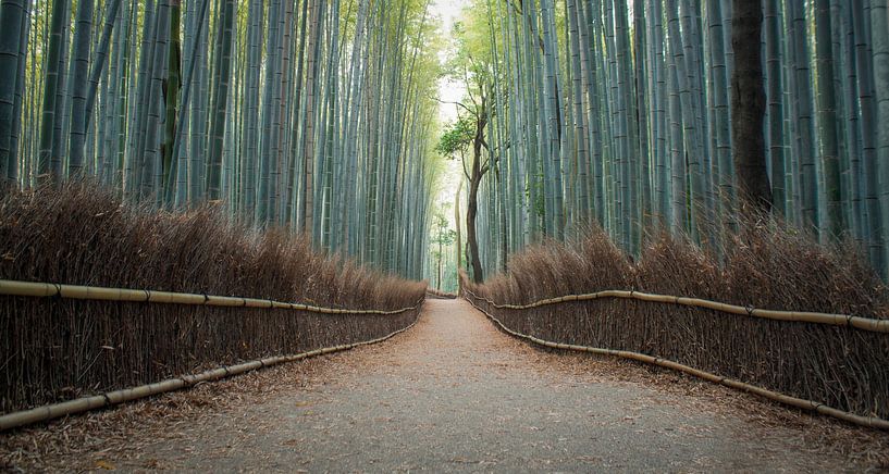 Arashiyama Bamboo Grove van BL Photography