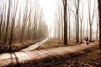 Forestlight
