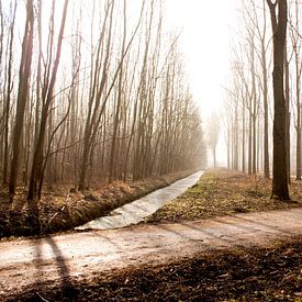 Lumière de la forêt sur Koen Smit