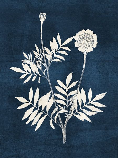 Tagetes by Adriano Oliveira