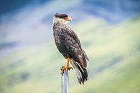 Porträt eines großen argentinischen Vogels
