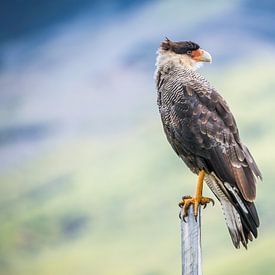 Porträt eines großen argentinischen Vogels von Hege Knaven-van Dijke