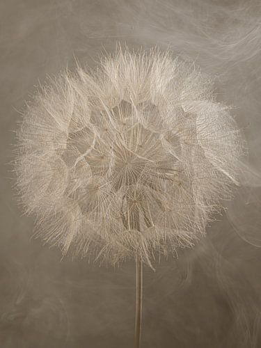 Die natürliche Struktur eines kleinen Flauschballs von Marjolijn van den Berg