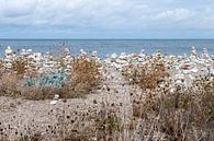 steenmannetjes aan de kust van Denemarken von Hanneke Luit Miniaturansicht