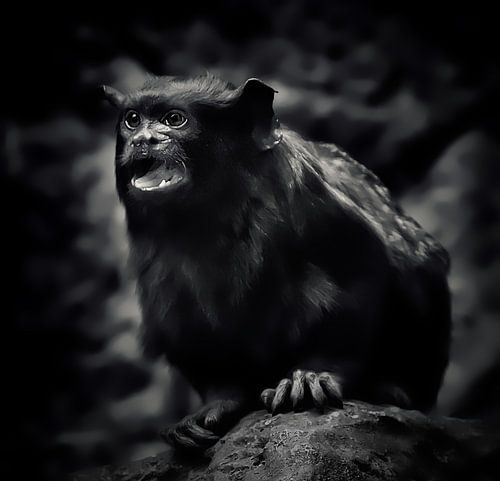 Scream of the Banshee