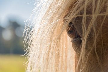 Das Auge des Pferdes mit der goldenen Mähne von Lisette Rijkers