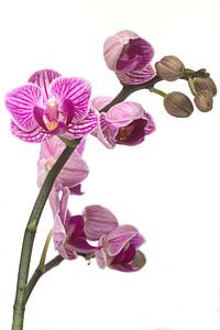Prachtige paarse orchidee von Saskia Bon