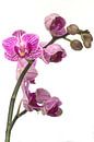 Prachtige paarse orchidee van Saskia Bon thumbnail