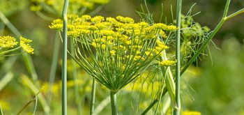 Dill