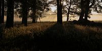 Frühe Sonnenstrahlen streicheln das Gras in einem Busch von Affect Fotografie Miniaturansicht