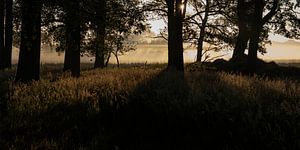 Les premiers rayons du soleil caressent l'herbe dans un buisson