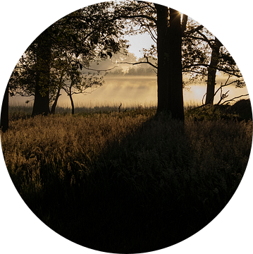 Vroege zonnestralen strelen het gras in een bosje van Affect Fotografie