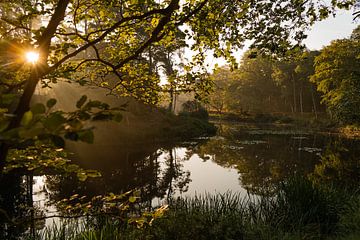 Vughtse Heide in the morning light by Emma Buisman