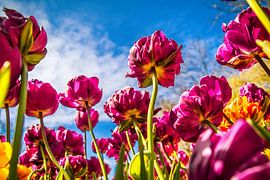 Stralende paarse tulpen by Stedom Fotografie